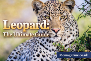 Liopad: The Ultimate Guide to Online Text Tools, Quick Notes, and Project Management